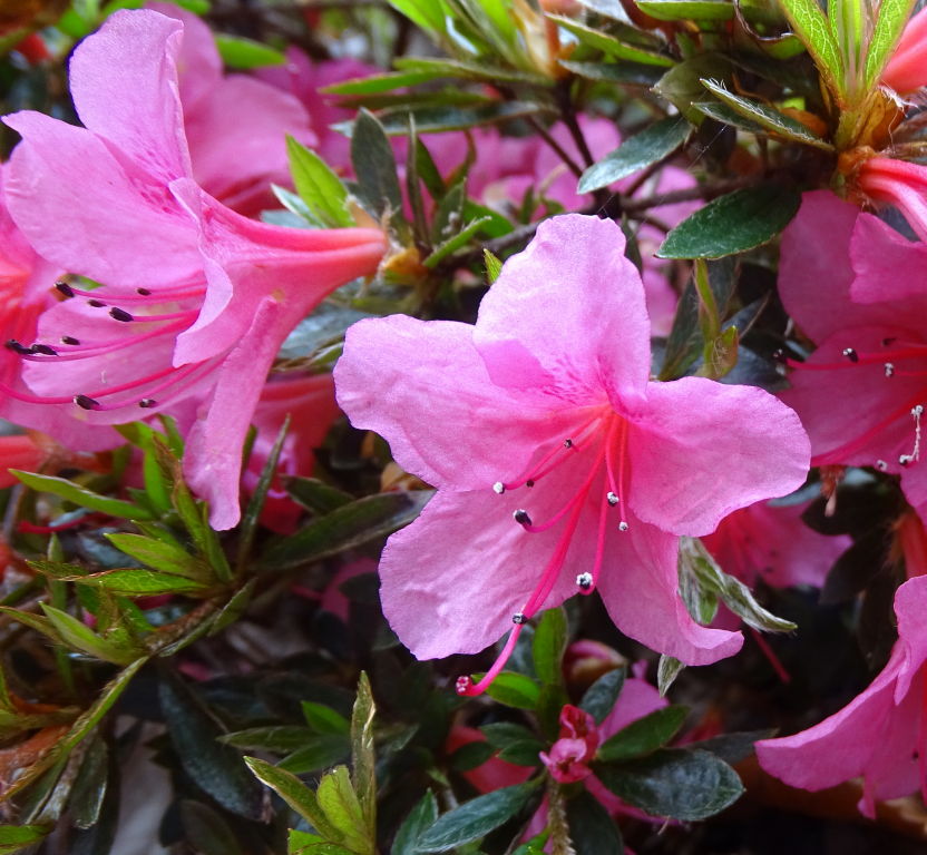 nakaharae (Pink form)